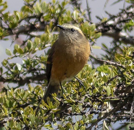 Brown-backed Chat-Tyrant - Brad Singer