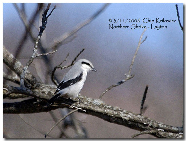 Northern Shrike - Chip Krilowicz