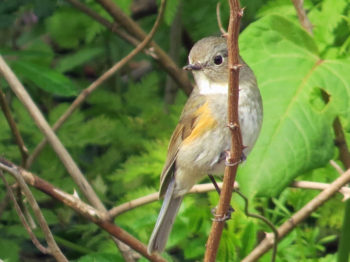 Red-flanked Bluetail - ML142886731