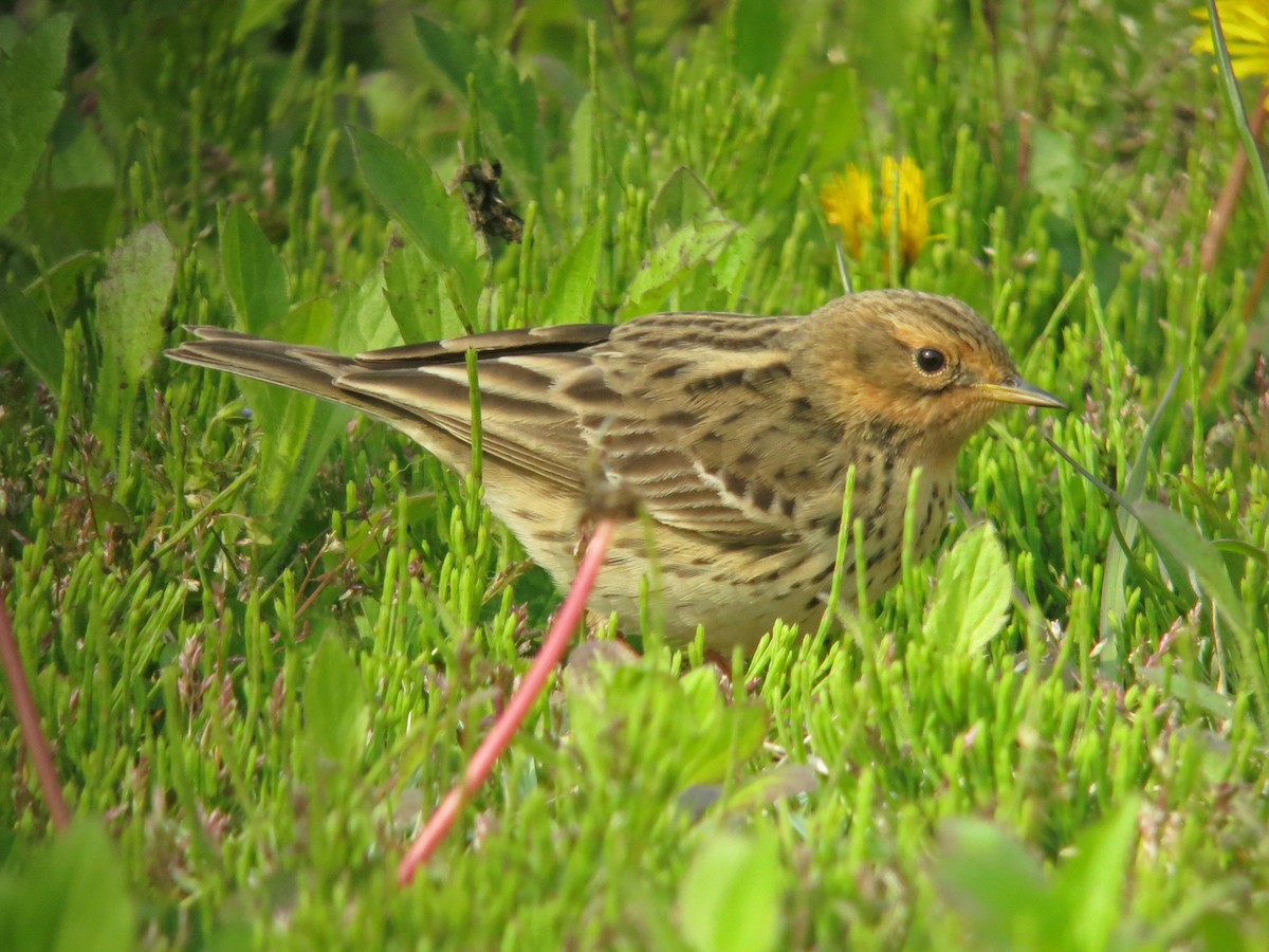 Red-throated Pipit - ML142886841