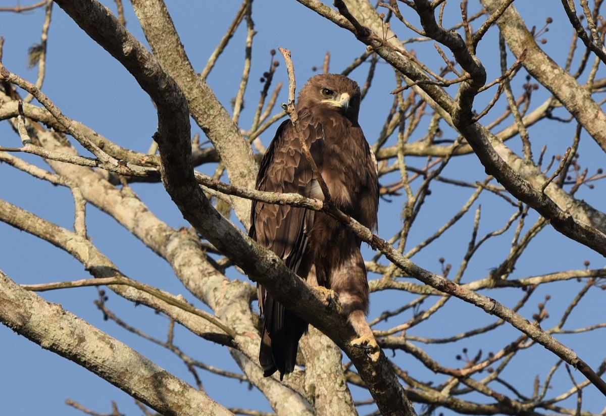 Indian Spotted Eagle - Bruce Wedderburn