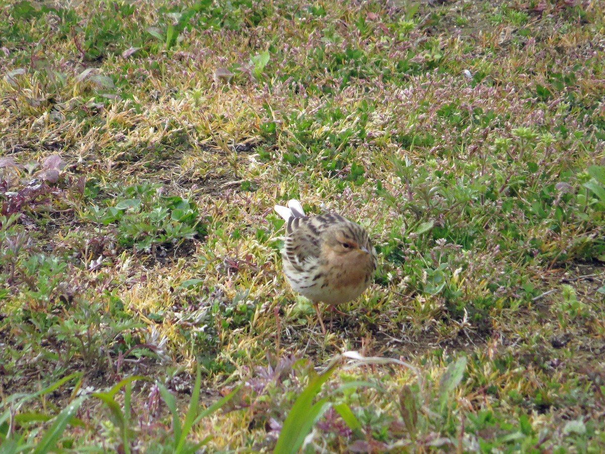 Red-throated Pipit - ML142890561