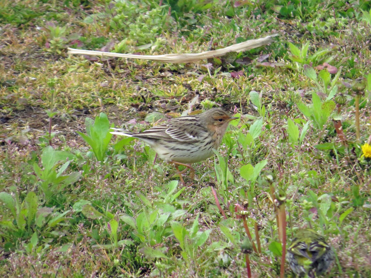 Red-throated Pipit - ML142890891