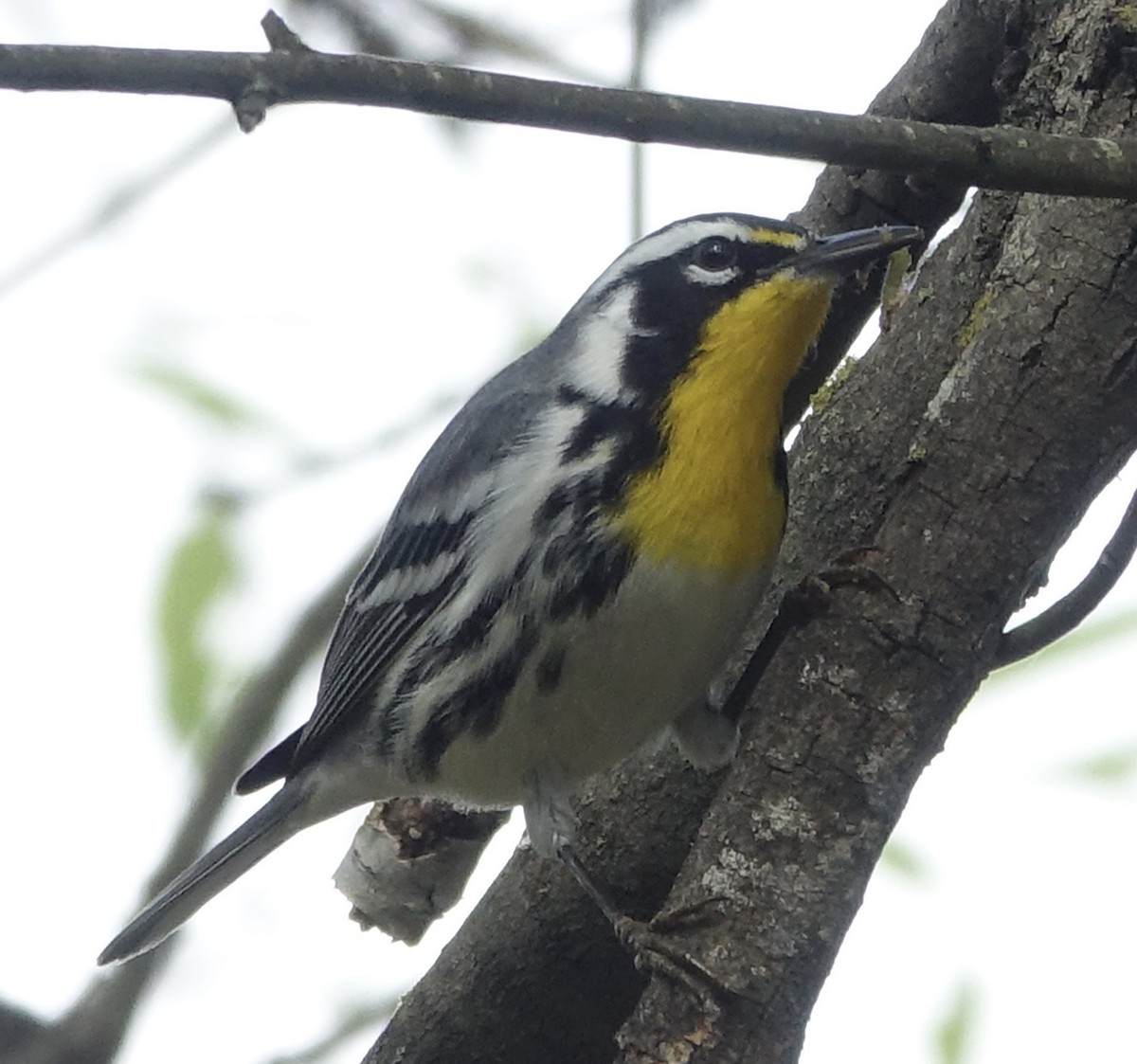Yellow-throated Warbler - Bert Wessling