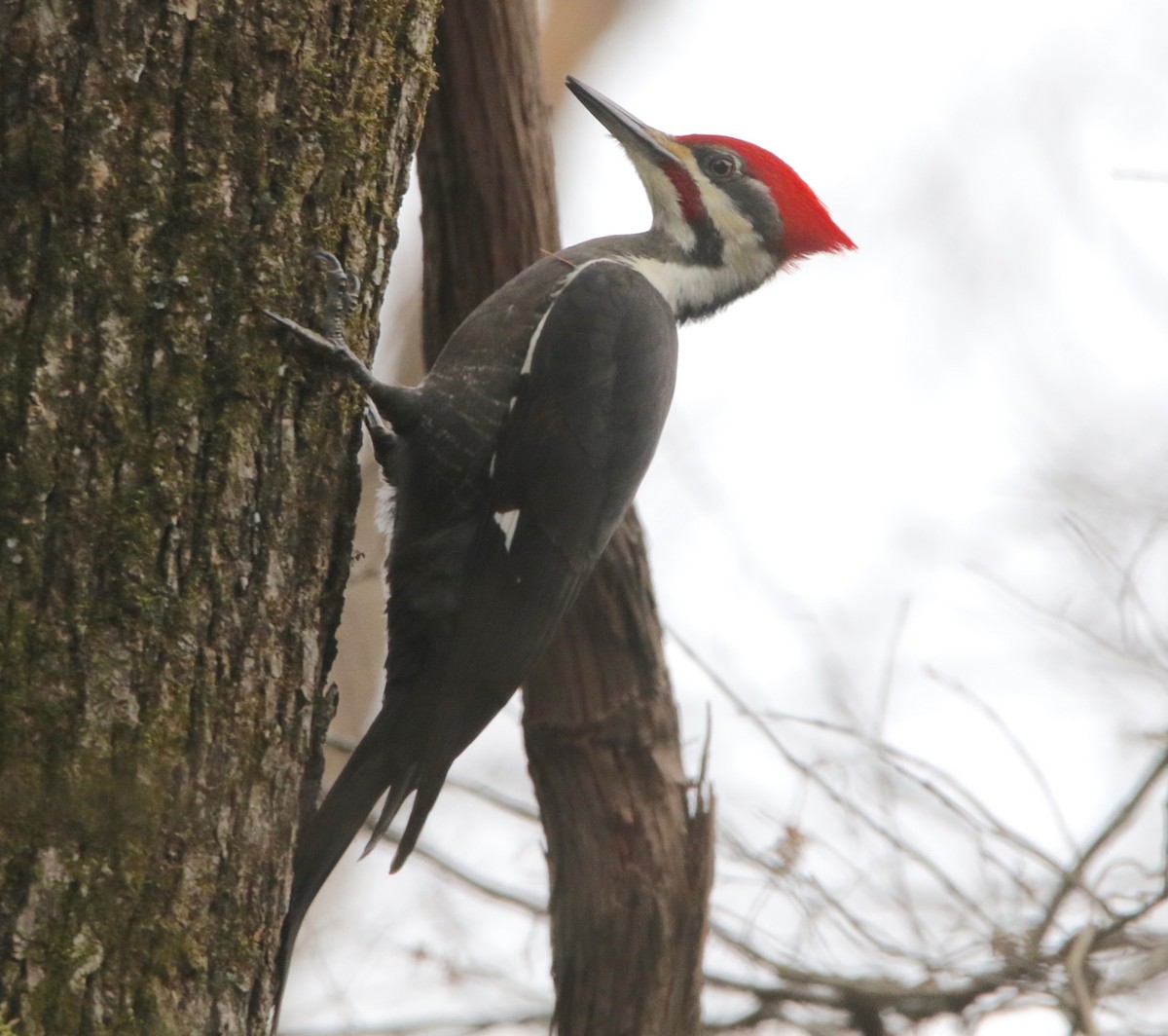 Pileated Woodpecker - ML142892281