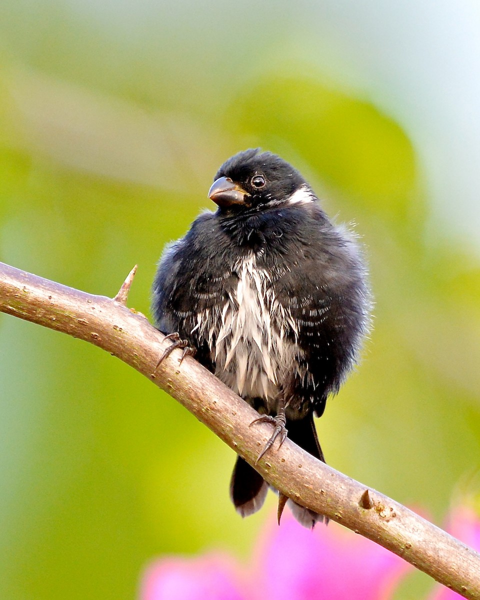 Variable Seedeater - ML142892451