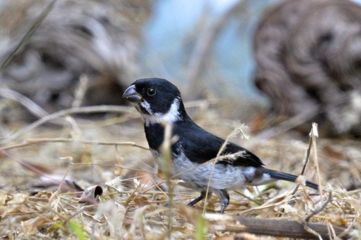 Variable Seedeater - ML142892471