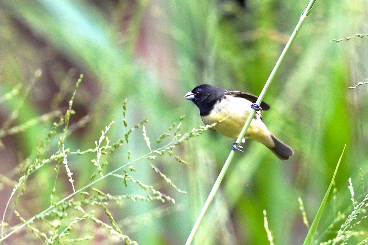 Yellow-bellied Seedeater - ML142898731