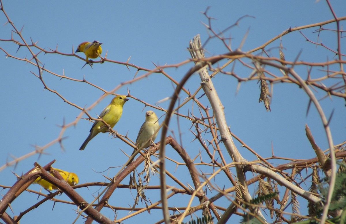 Arabian Golden Sparrow - ML142900971