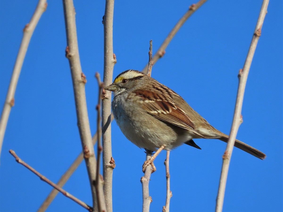 White-throated Sparrow - Susan Disher
