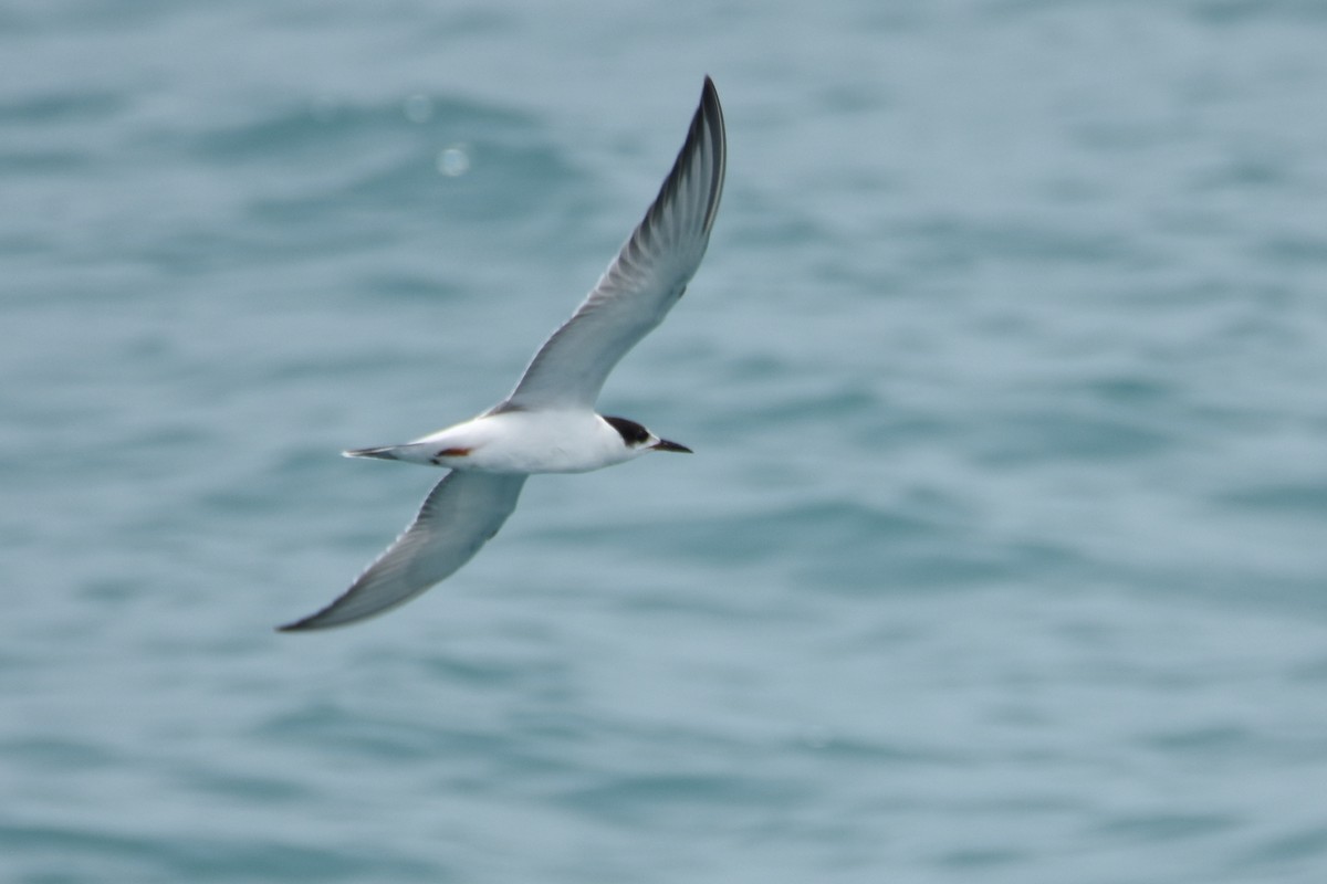 Common Tern - Luke Berg