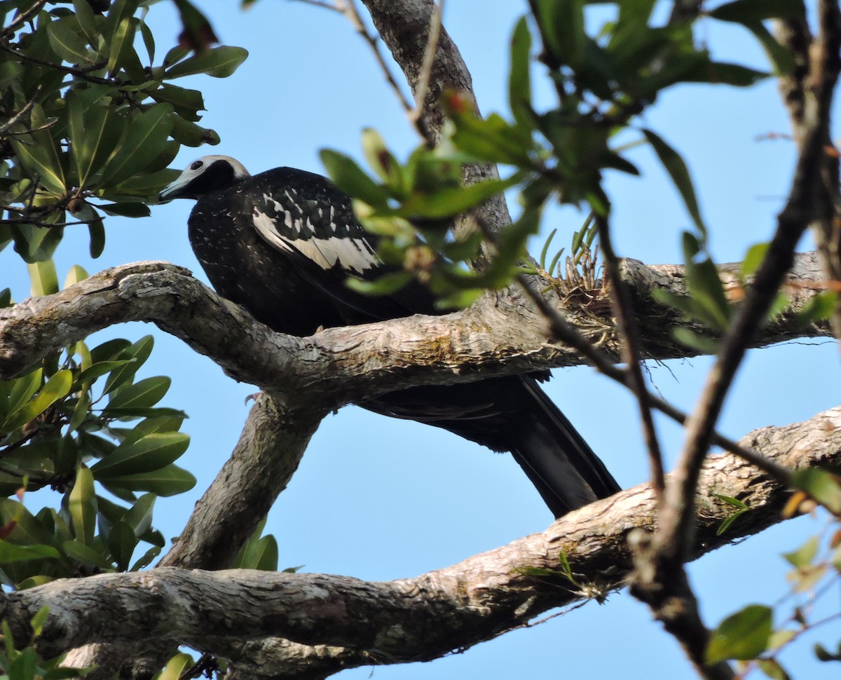 Blue-throated Piping-Guan - Allen Lewis