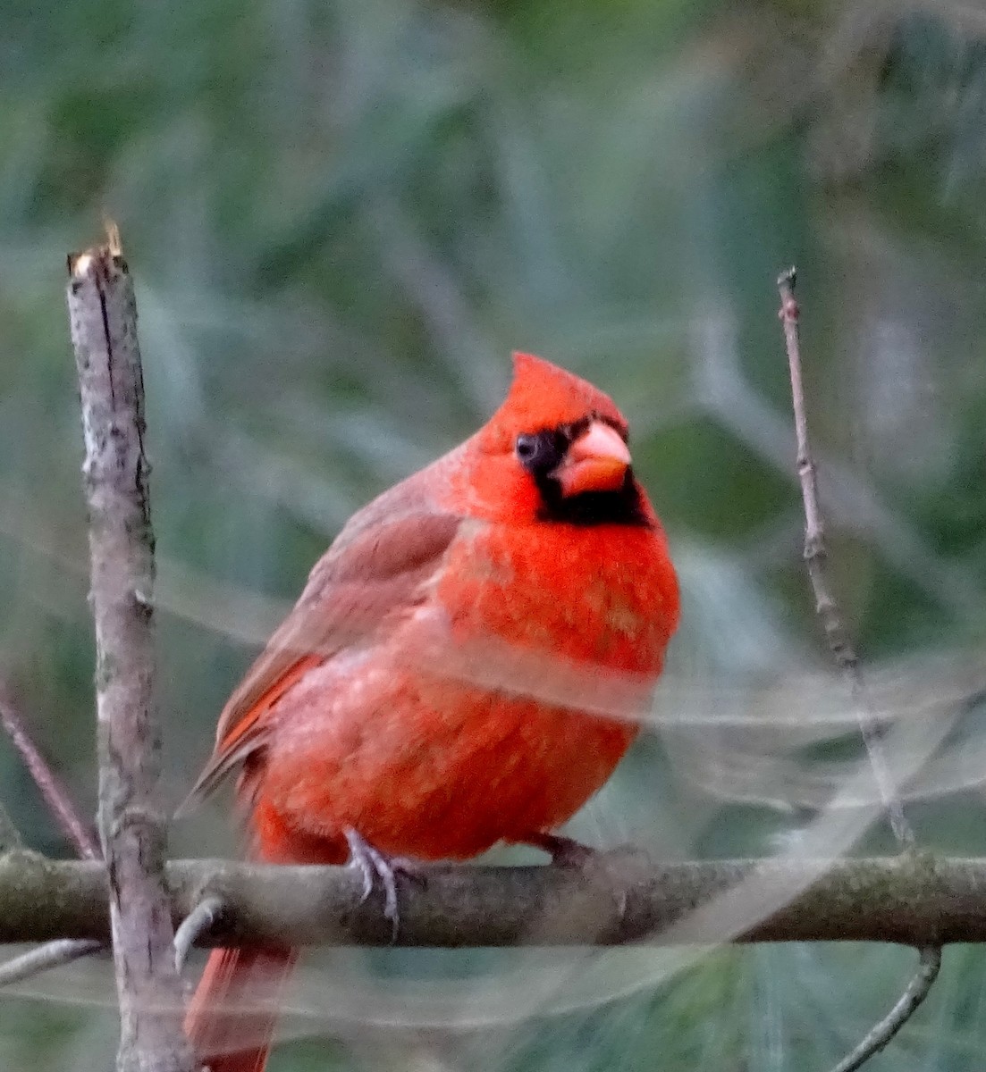 Northern Cardinal - Su Snyder