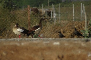 Egyptian Goose, ML142906231