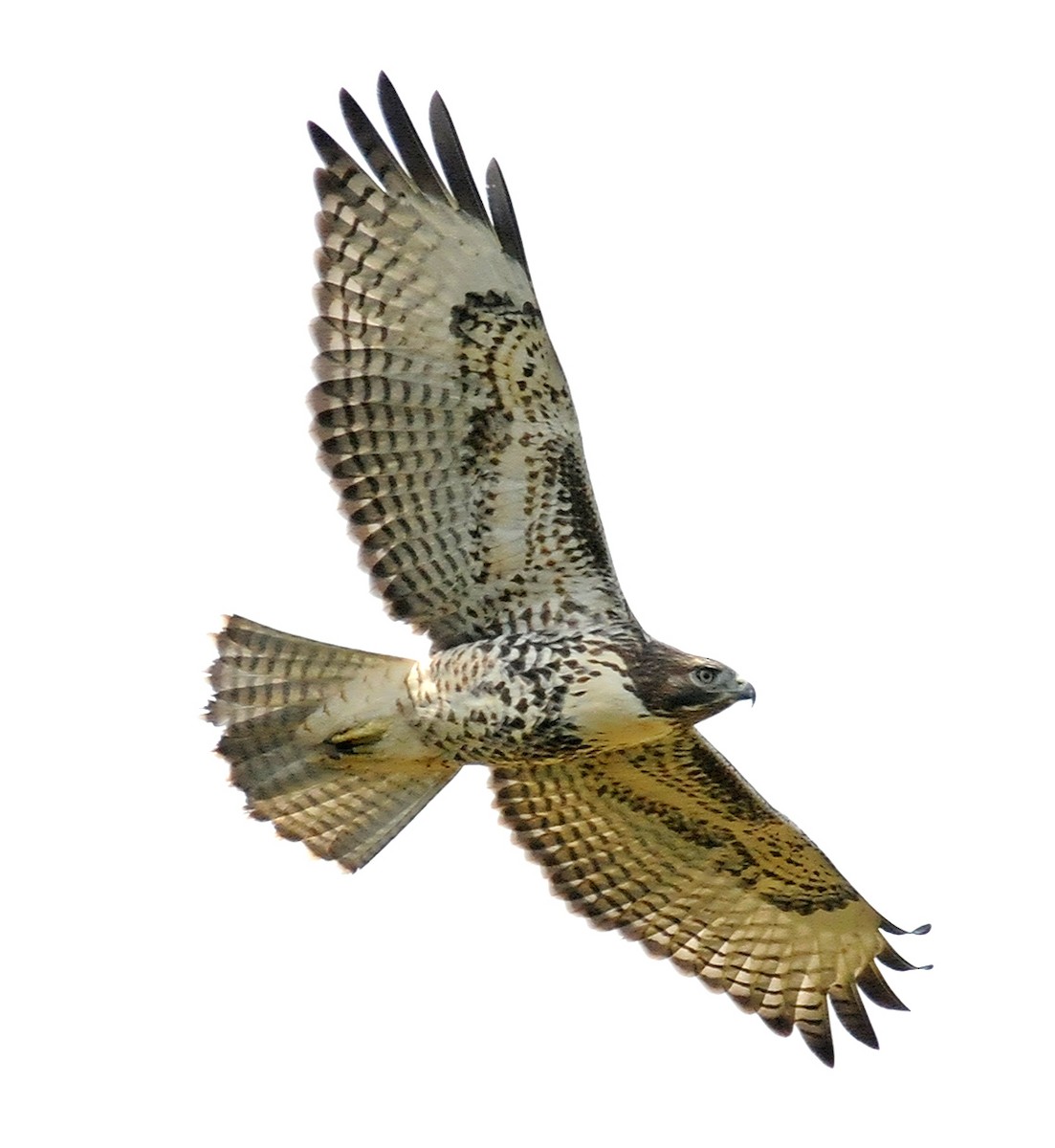 Red-tailed Hawk (calurus/alascensis) - ML142907521
