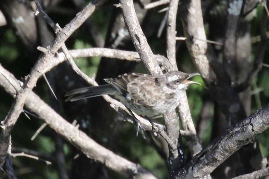 Long-tailed Mockingbird - Arnold Skei