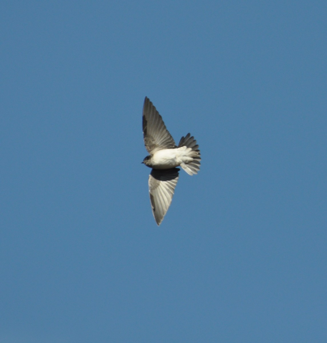 Andean Swallow - ML142913841