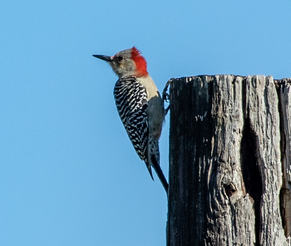 Red-bellied Woodpecker - Ken Treffinger
