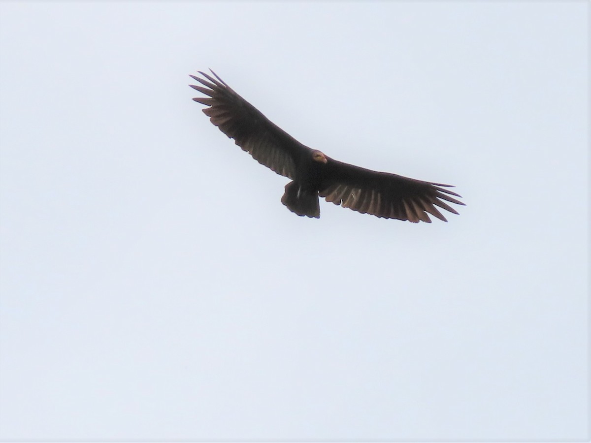 Greater Yellow-headed Vulture - ML142914081