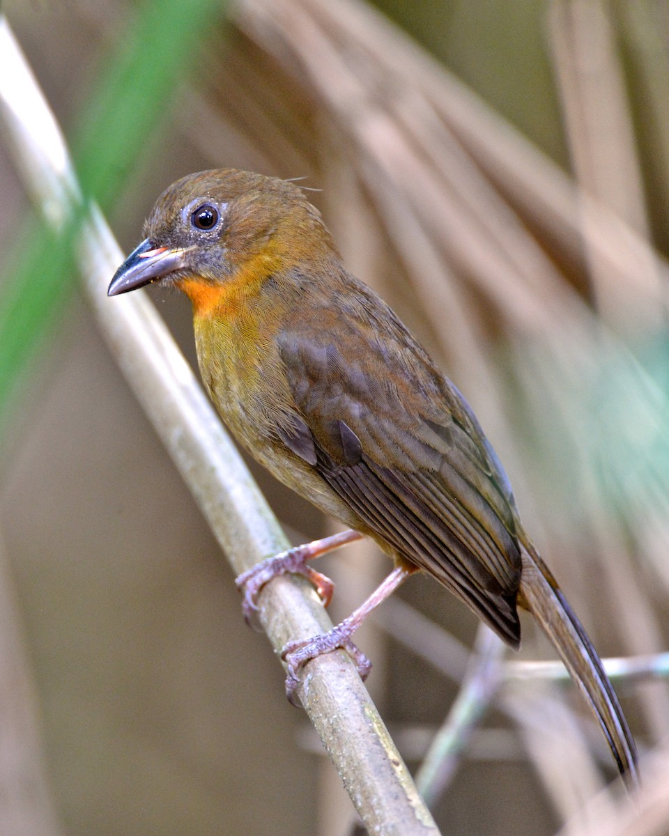 Red-throated Ant-Tanager - ML142914331
