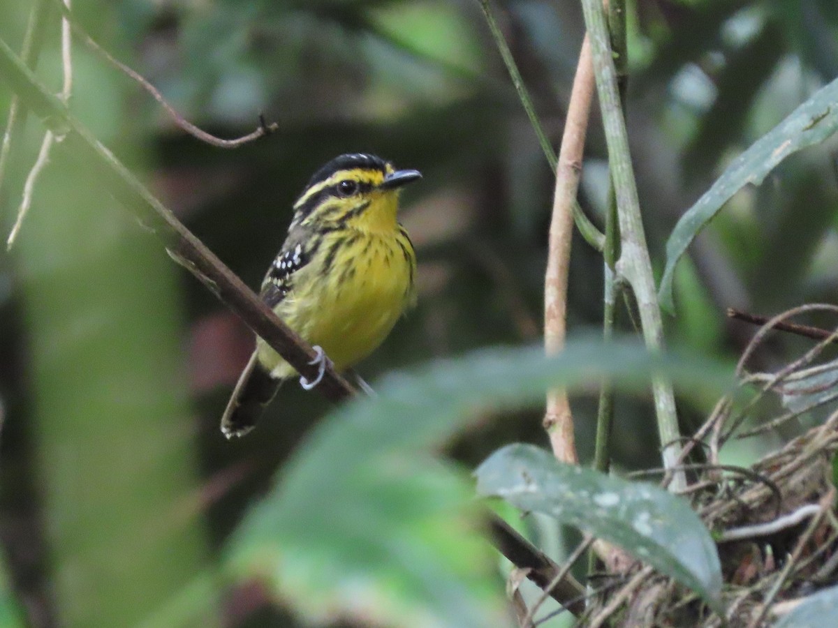 Yellow-browed Antbird - ML142915071