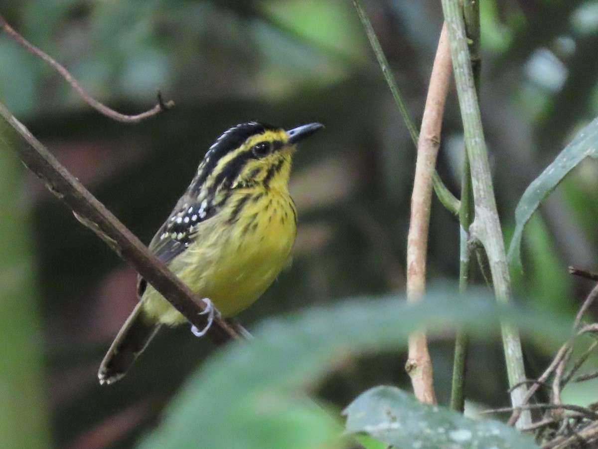 Yellow-browed Antbird - ML142915241
