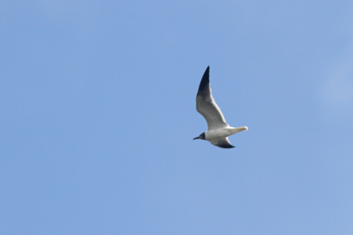 Laughing Gull - Larry Therrien