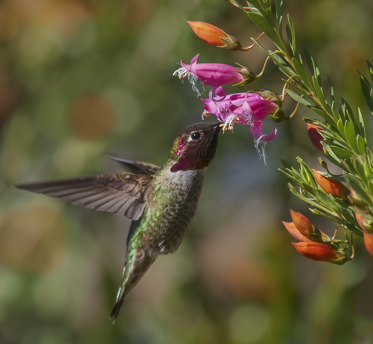 Anna's Hummingbird - Ann Baldwin