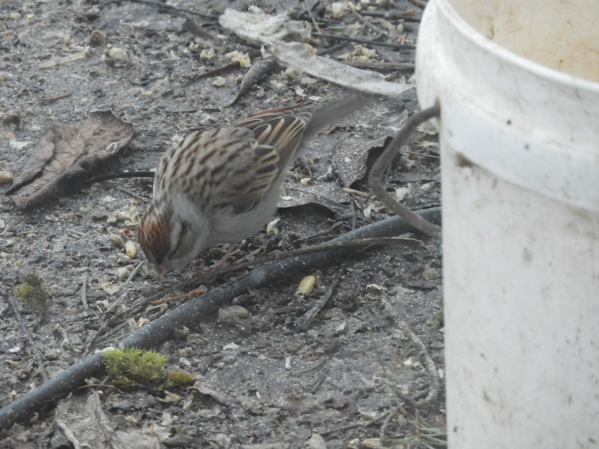 Chipping Sparrow - ML142925671