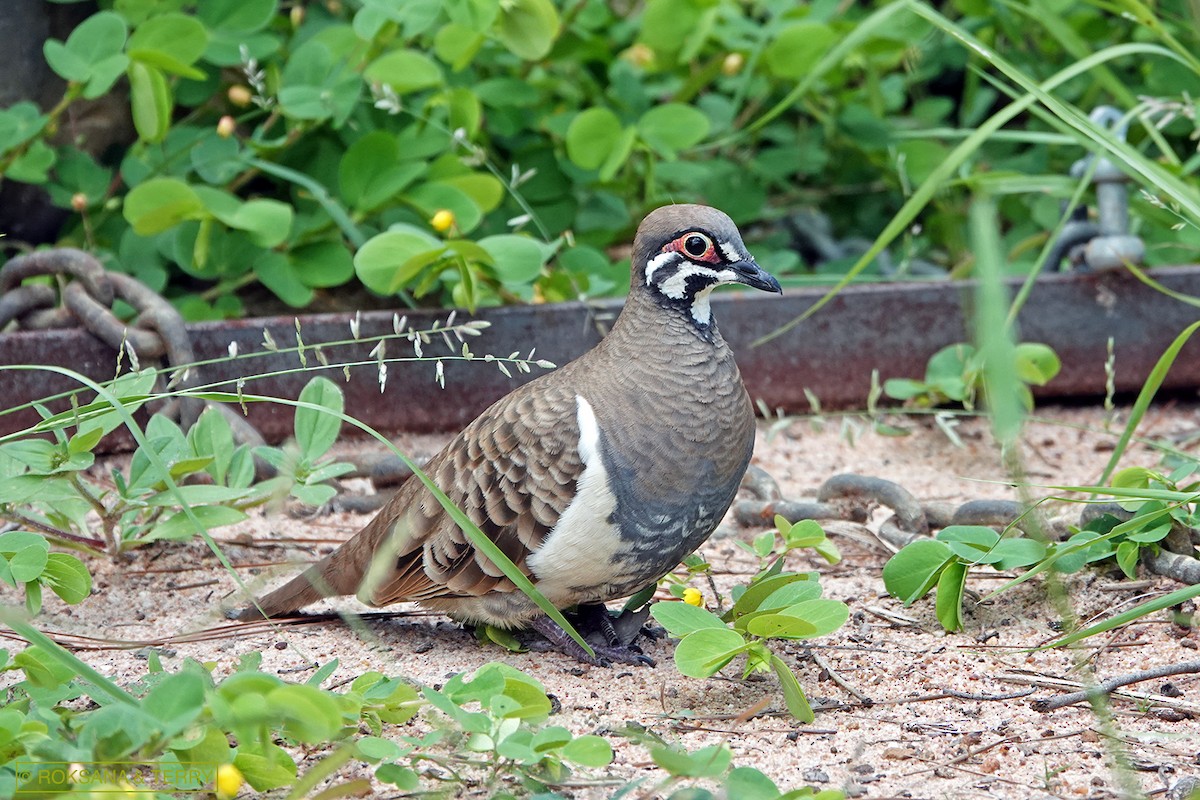Squatter Pigeon - Roksana and Terry