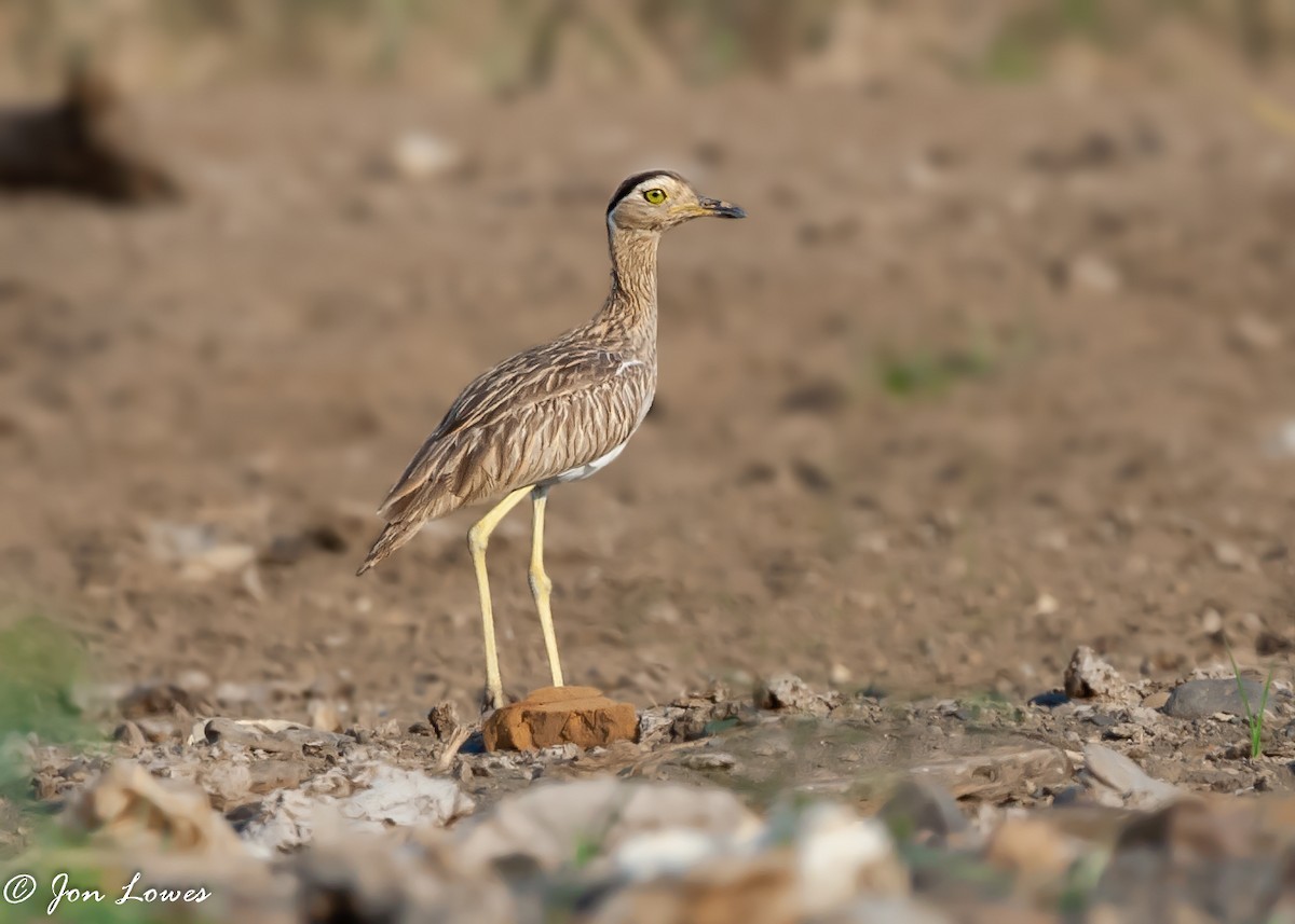 Double-striped Thick-knee - ML142928241