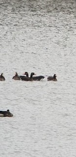Greater White-fronted Goose, ML142931231