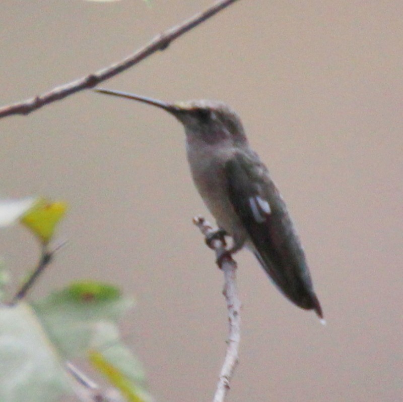 Black-chinned Hummingbird - Paul Lewis