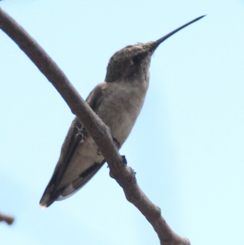 Black-chinned Hummingbird - ML142933381