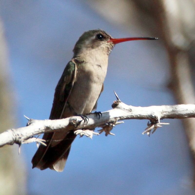 Broad-billed Hummingbird - Paul Lewis