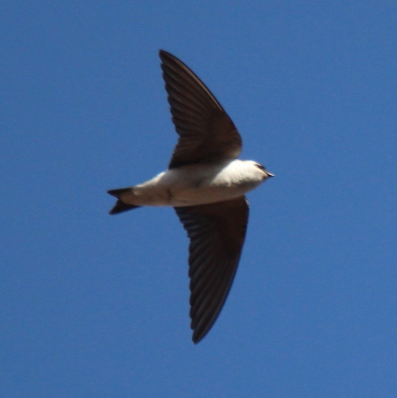 Violet-green Swallow - ML142934001