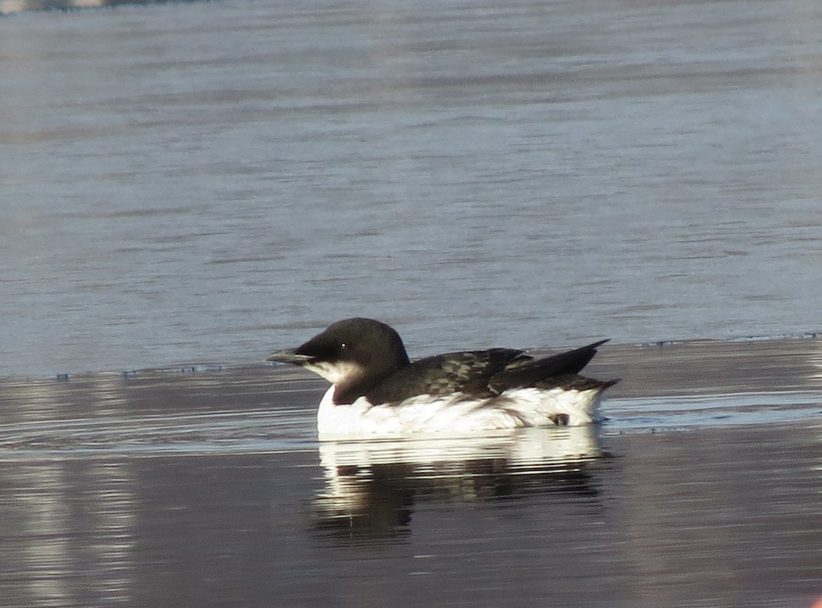 Thick-billed Murre - ML142935031