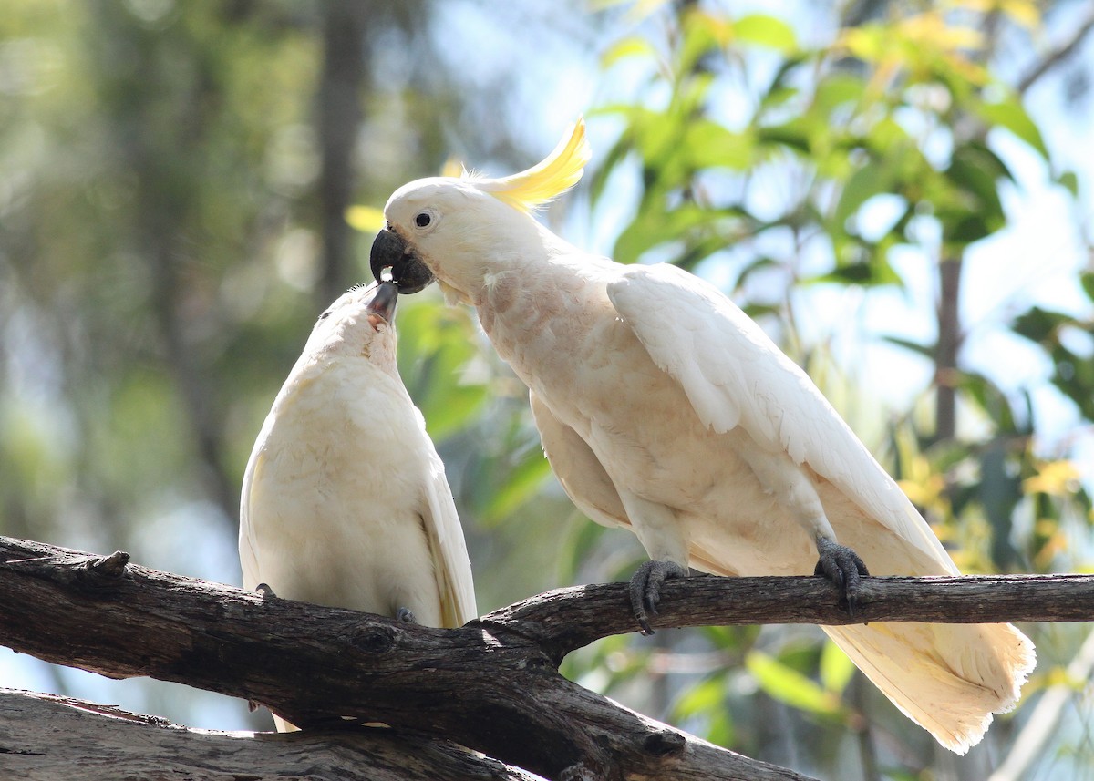 Sulphur-crested Cockatoo - Logan Lalonde