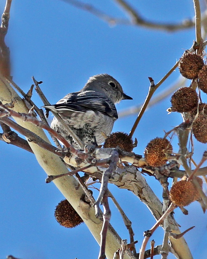 Townsend's Solitaire - ML142939991