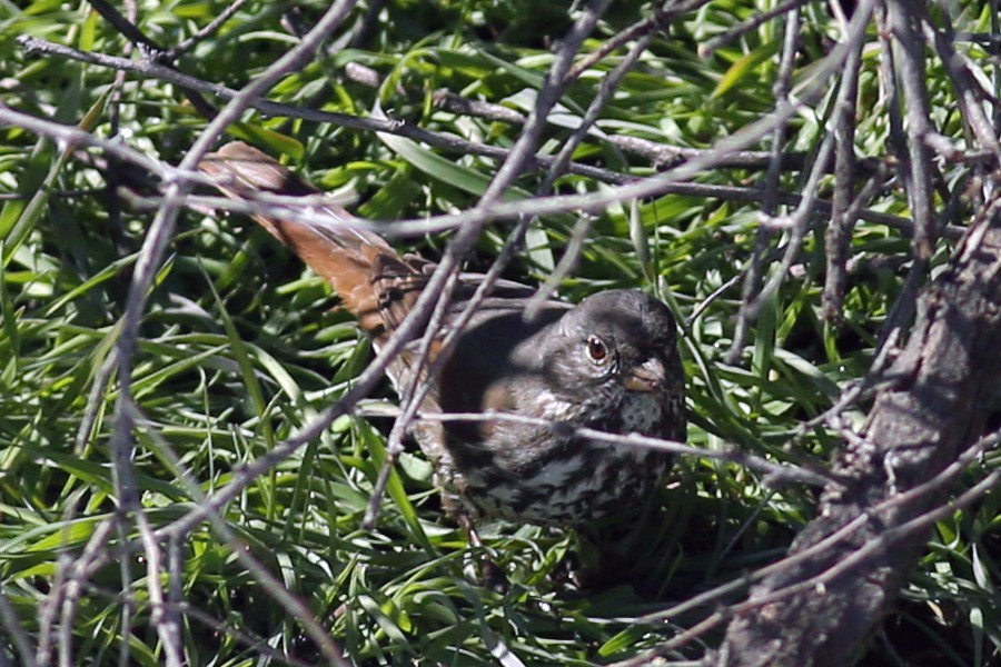 Fox Sparrow (Slate-colored) - ML142940241
