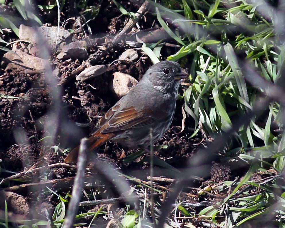 Fox Sparrow (Slate-colored) - ML142940351