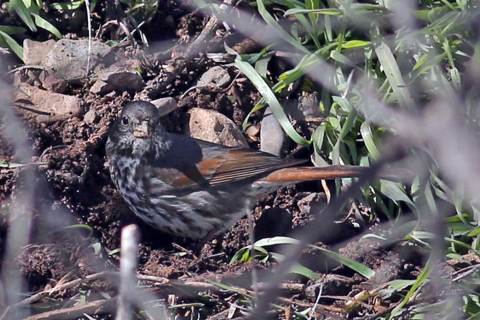 Fox Sparrow (Slate-colored) - ML142940371
