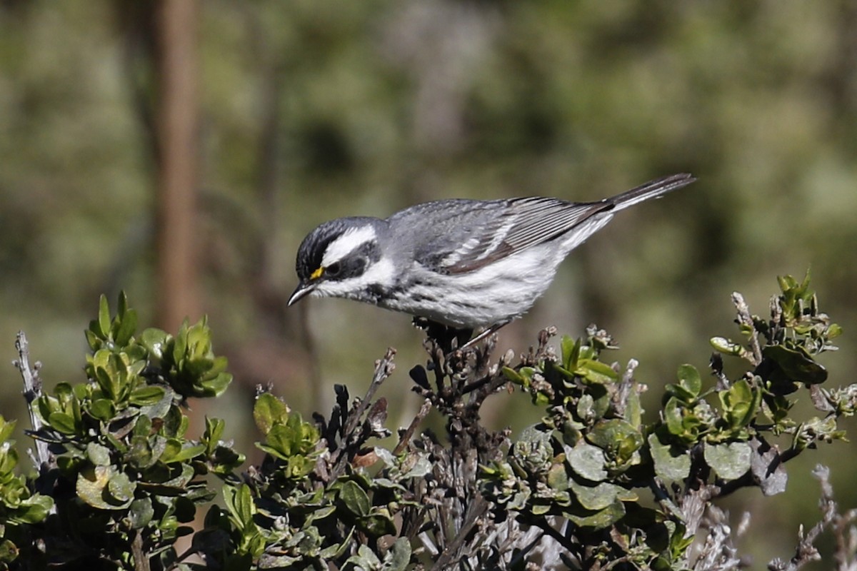 Black-throated Gray Warbler - Donna Pomeroy