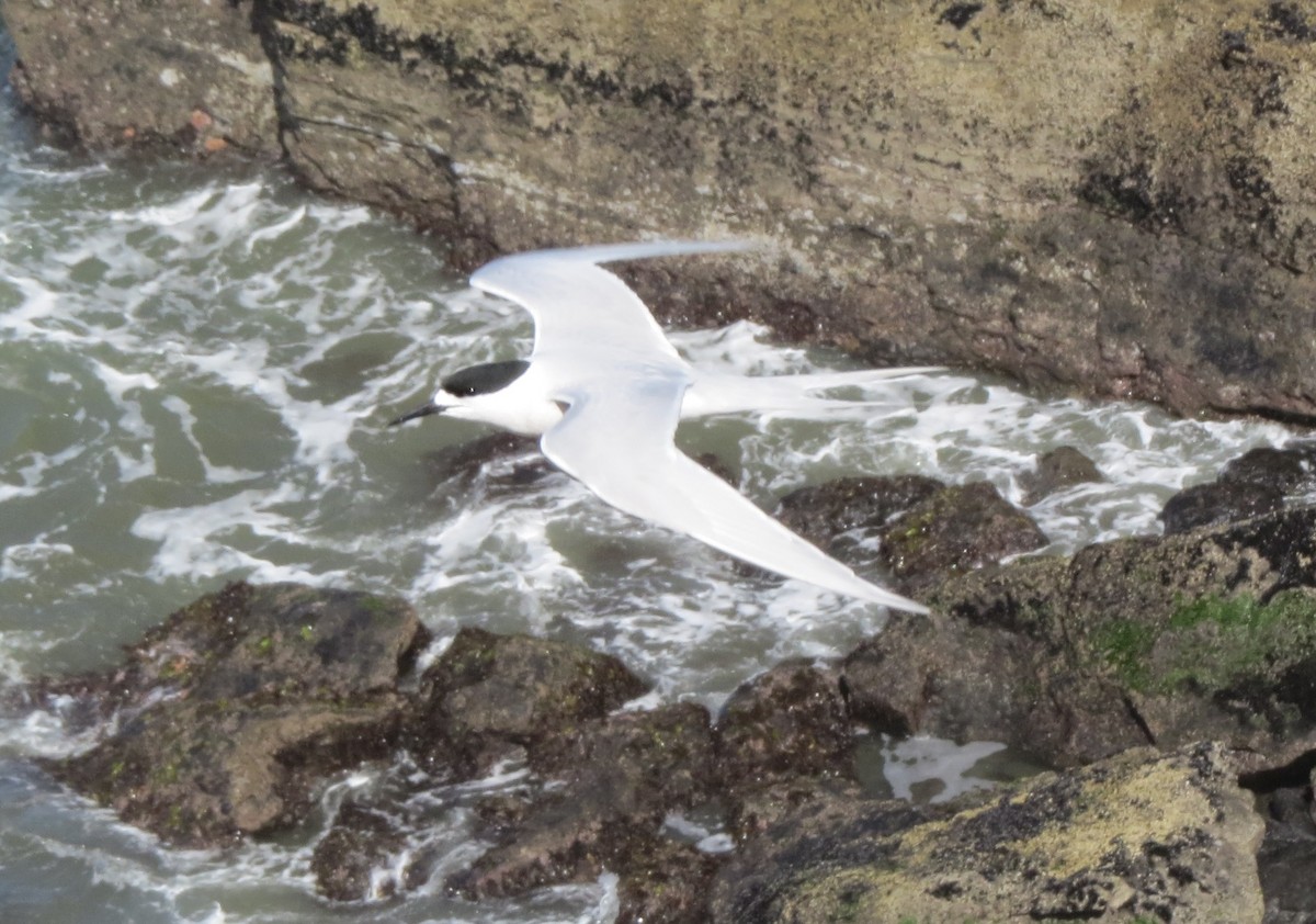 White-fronted Tern - ML142946191