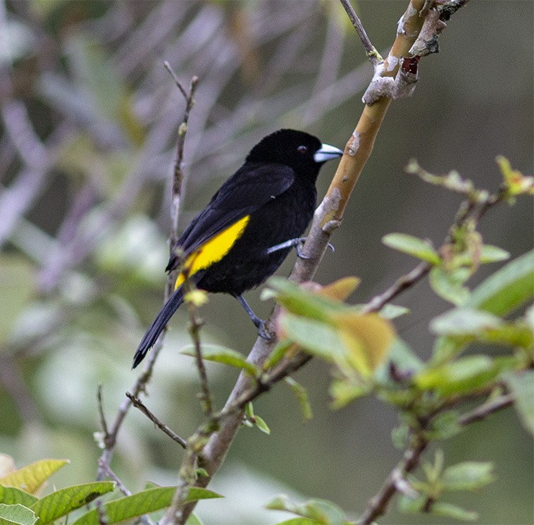 Flame-rumped Tanager - Brad Singer