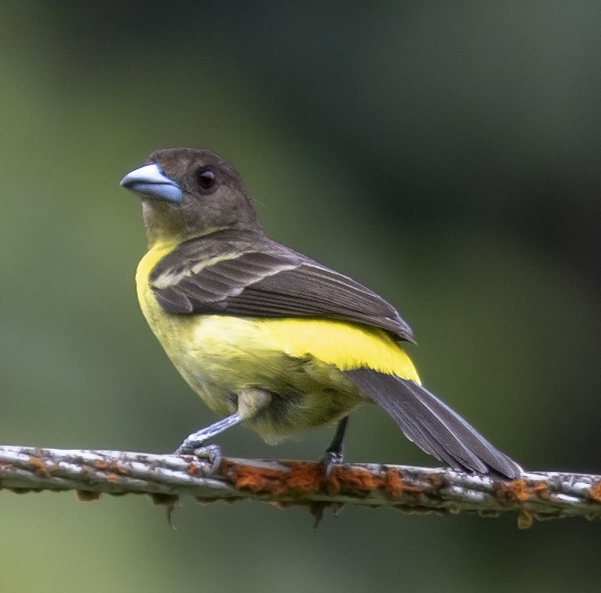Flame-rumped Tanager - ML142947381