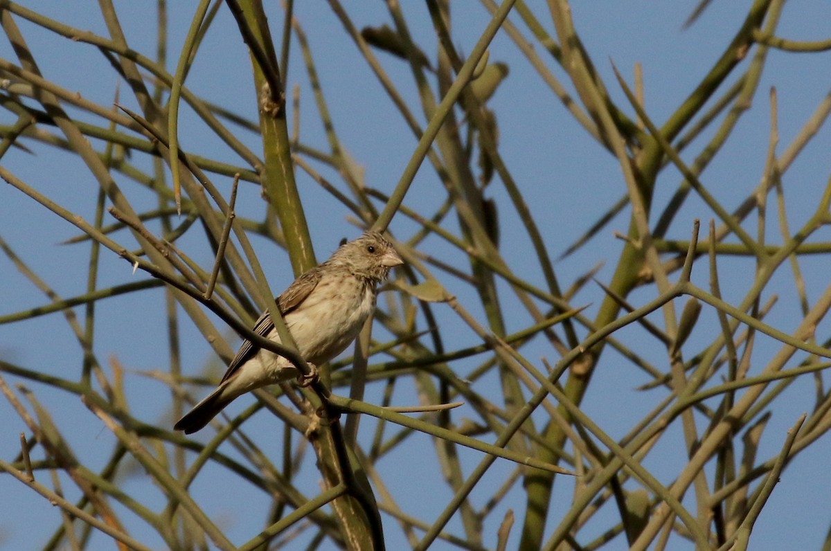 White-rumped Seedeater - ML142949661