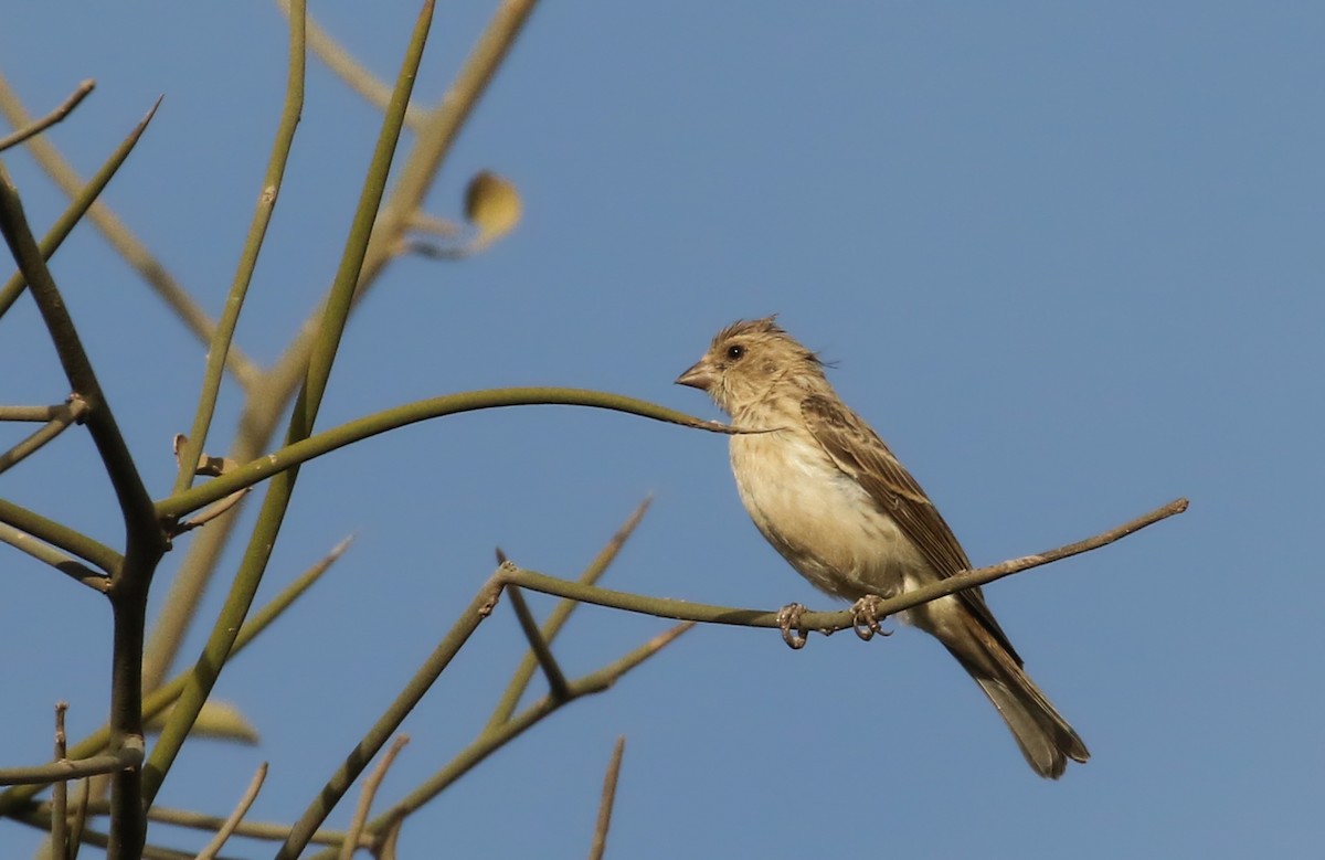 White-rumped Seedeater - ML142950131