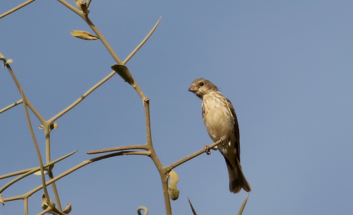 White-rumped Seedeater - ML142950141
