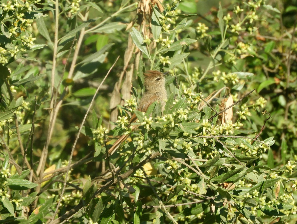 Brown-capped Tit-Spinetail - Gonzalo Diaz